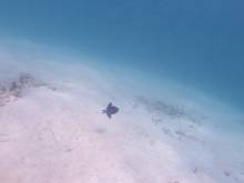 Fonds marins à Masilok