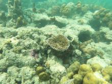 Fonds marins à Masilok