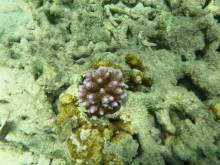 Fonds marins à Masilok