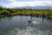 Eau gazeuse Tarutung