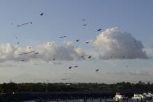 Cerfs Volants Bali