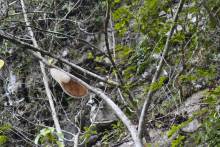 Essaim d'abeille sauvage à Mulu