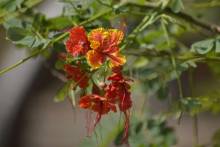 _dsc0912_original